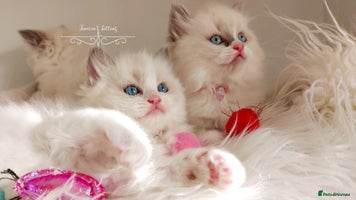 Ragdoll cats - Advert 10
