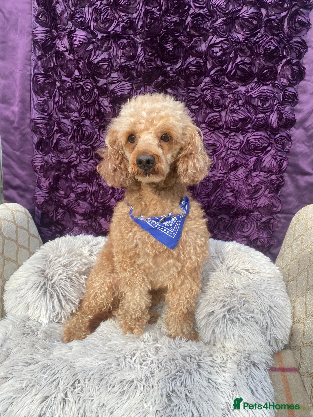 Gallery Image {{count}}