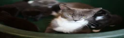 Munchkin cats for sale: Cute Tuxedo Kitten is looking 4 good home - Advert 9