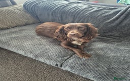 Cocker Spaniel dogs for sale: Female cocker spaniel  - Image 1