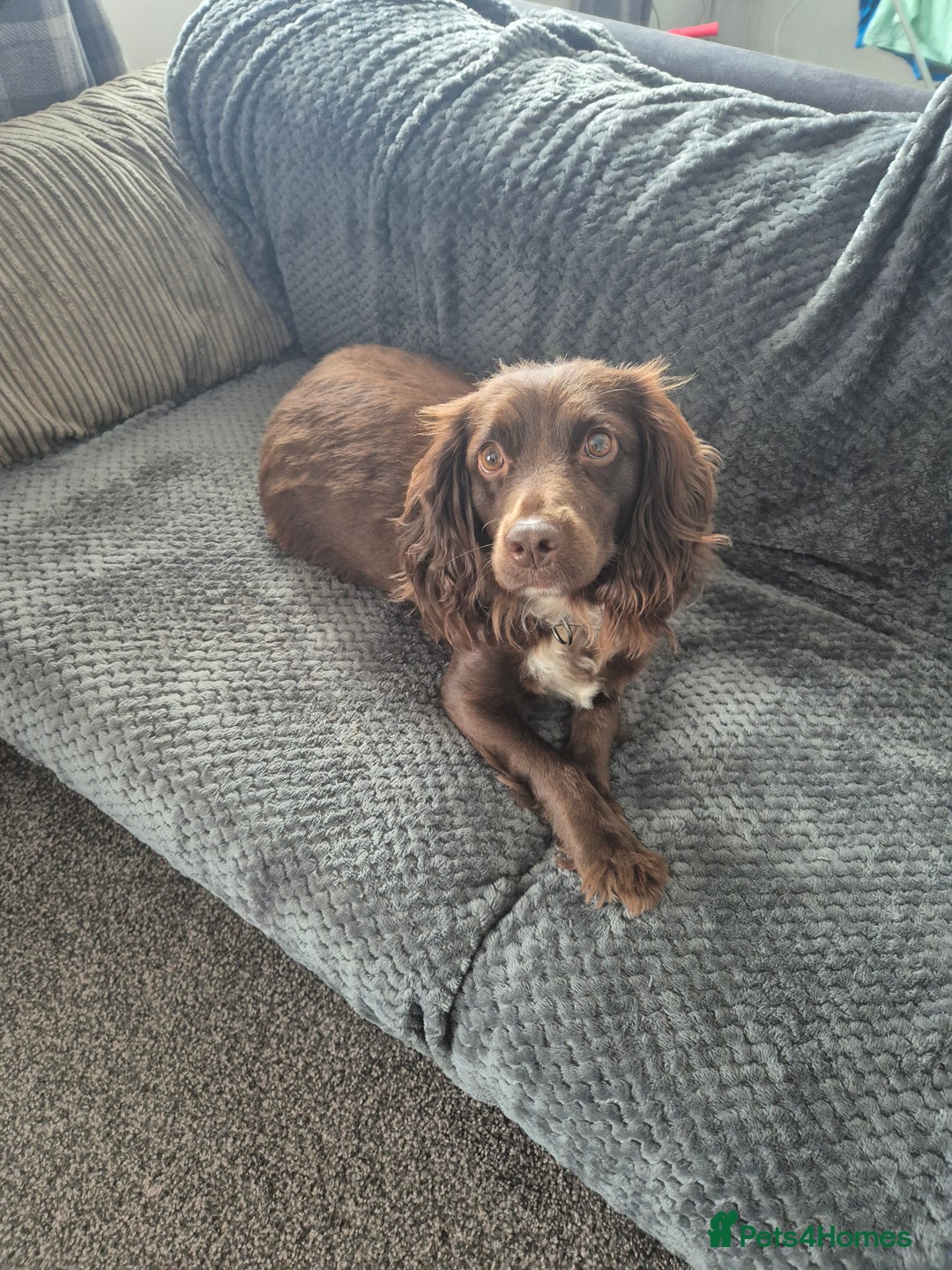 Cocker Spaniel dogs for sale: Female cocker spaniel  - Image 1