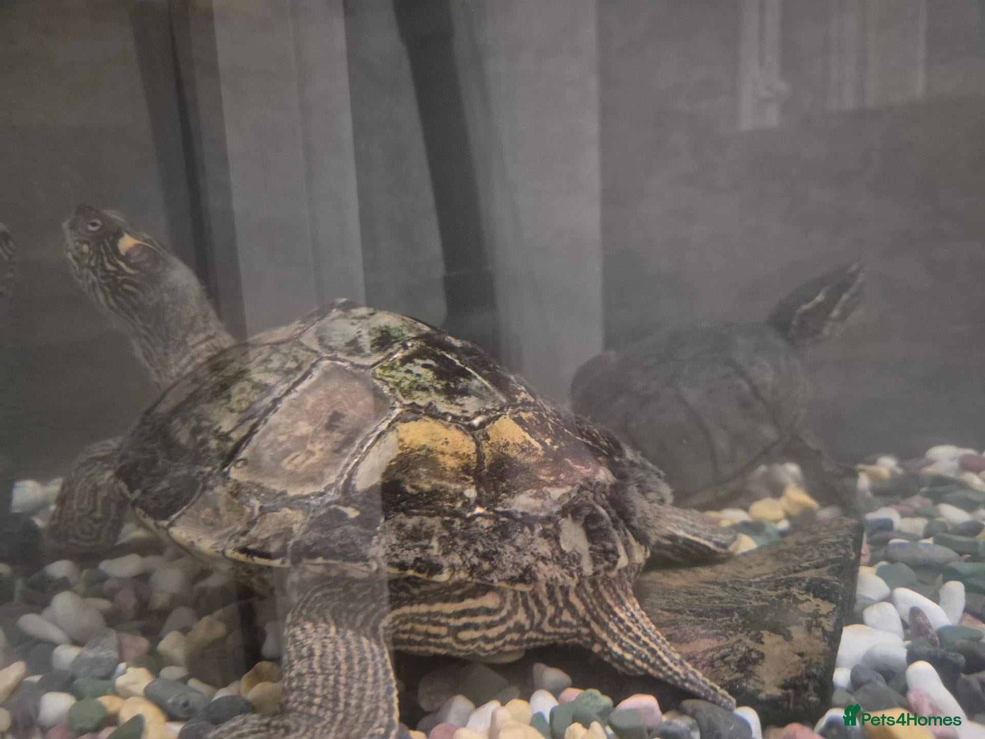 Turtle reptiles Map & musk turtle needing new home  - Advert 1