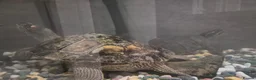 Turtle reptiles for sale: Map & musk turtle needing new home  in Kirkcaldy - Advert 1