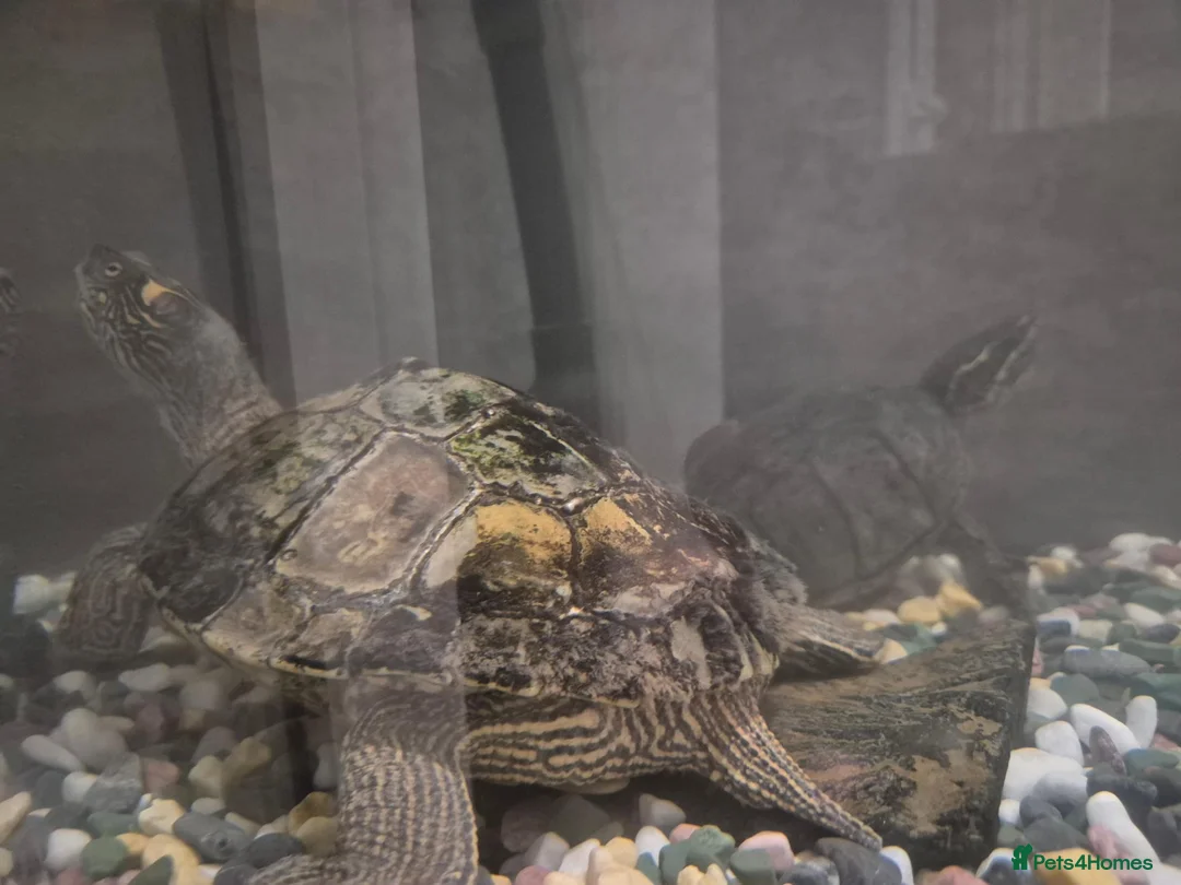 Turtle reptiles for sale: Map & musk turtle needing new home  in Kirkcaldy - Advert 1