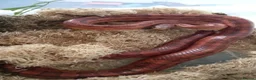 Mixed Breed reptiles for sale: Mix job lot selling my sons replites from £40-£900 - Advert 3