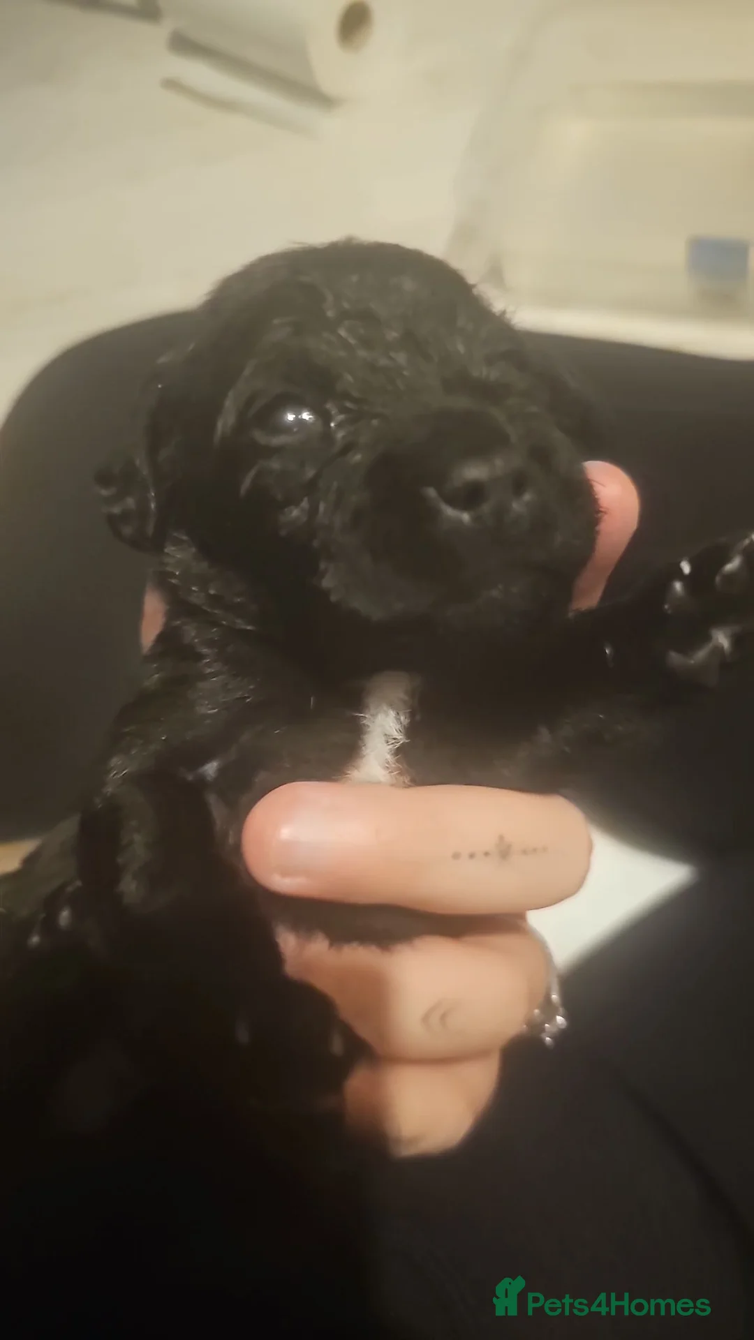 Mixed Breed dogs for sale: Puppies in Slough - Advert 7