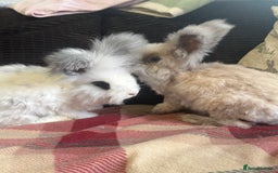 Angora rabbits for sale: Beautiful pure angora boys  - Image 3
