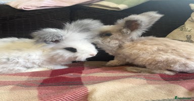 Angora rabbits - Advert 1