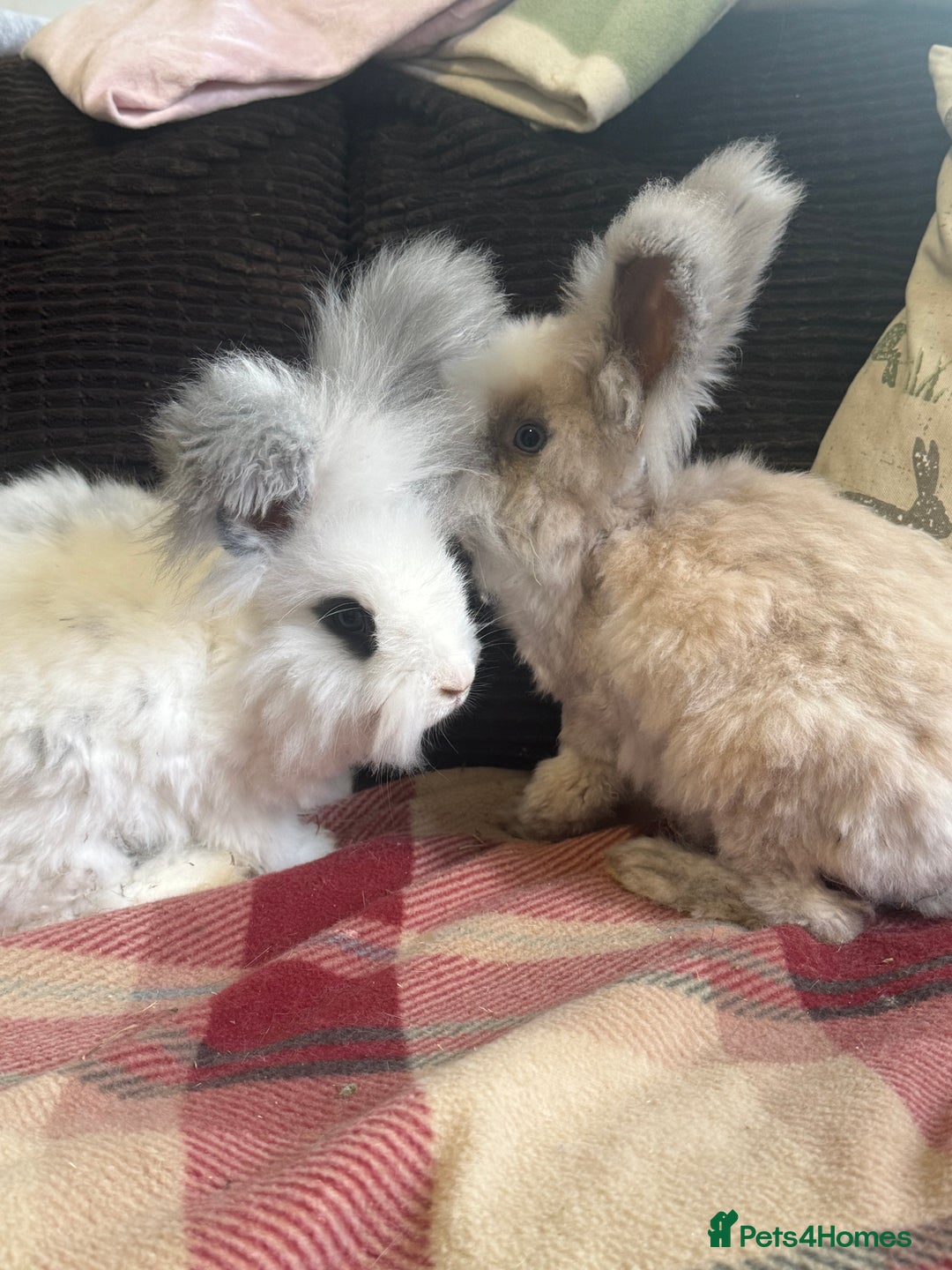 Angora rabbits for sale: Beautiful pure angora boys  - Image 3