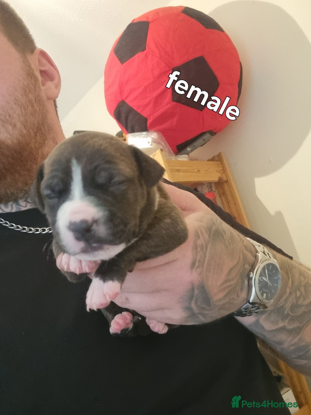 Staffordshire Bull Terrier dogs for sale: Puppies  - Image 6