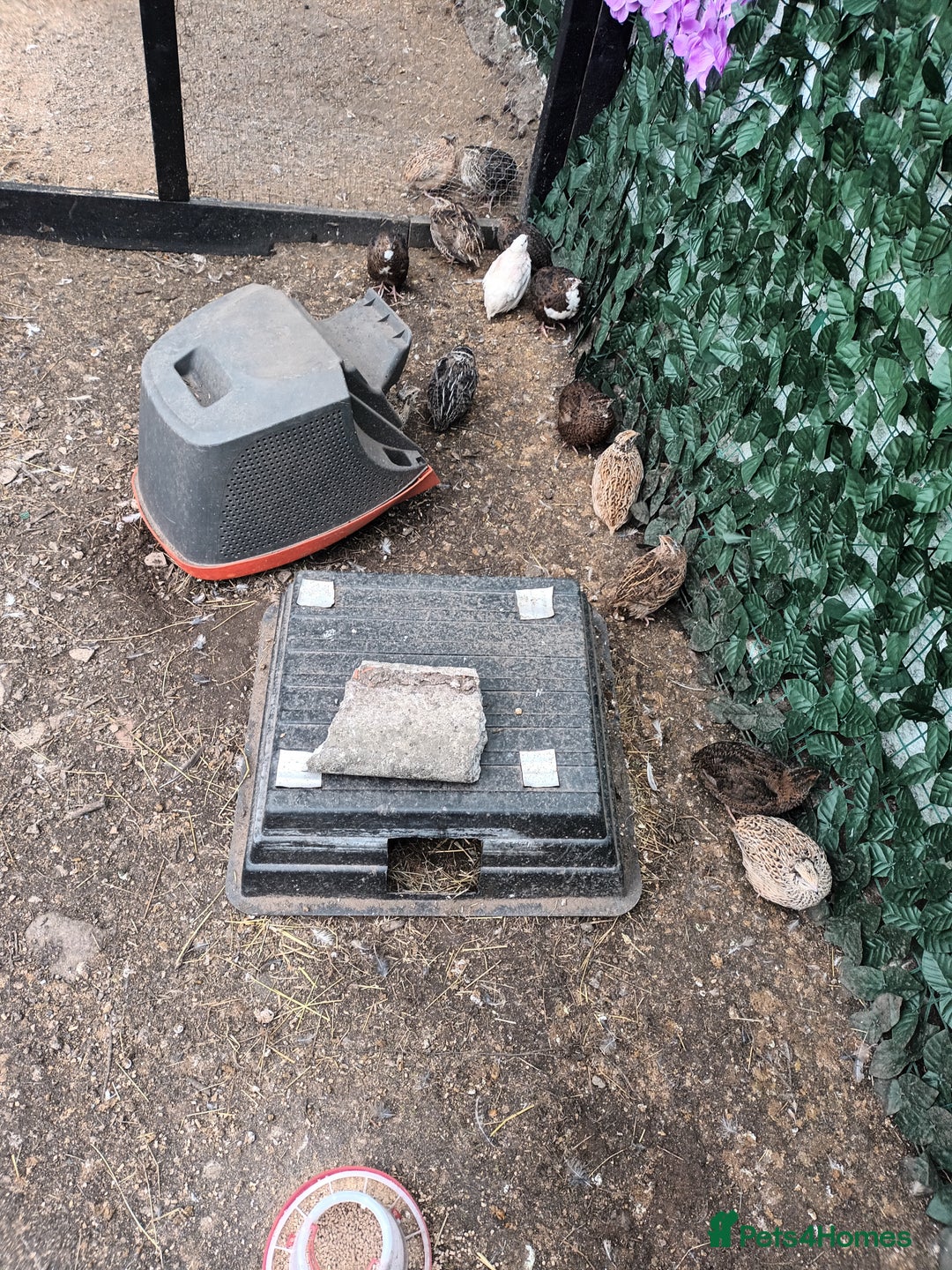 Quail poultry for sale: Cortinex quail  - Image 2