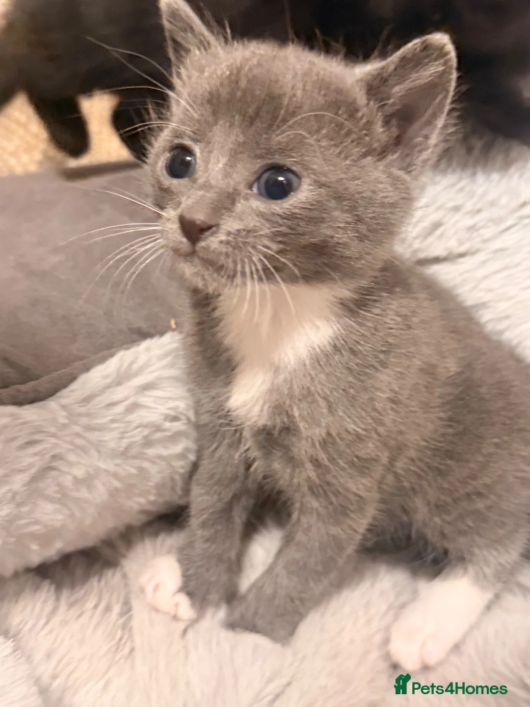 Mixed Breed cats for sale: Grey female kitten last of litter  - Advert 2