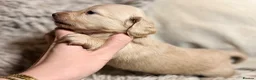 Miniature Dachshund dogs for sale: KC Longhaired Cream Miniature Dachshund Puppies - Advert 35