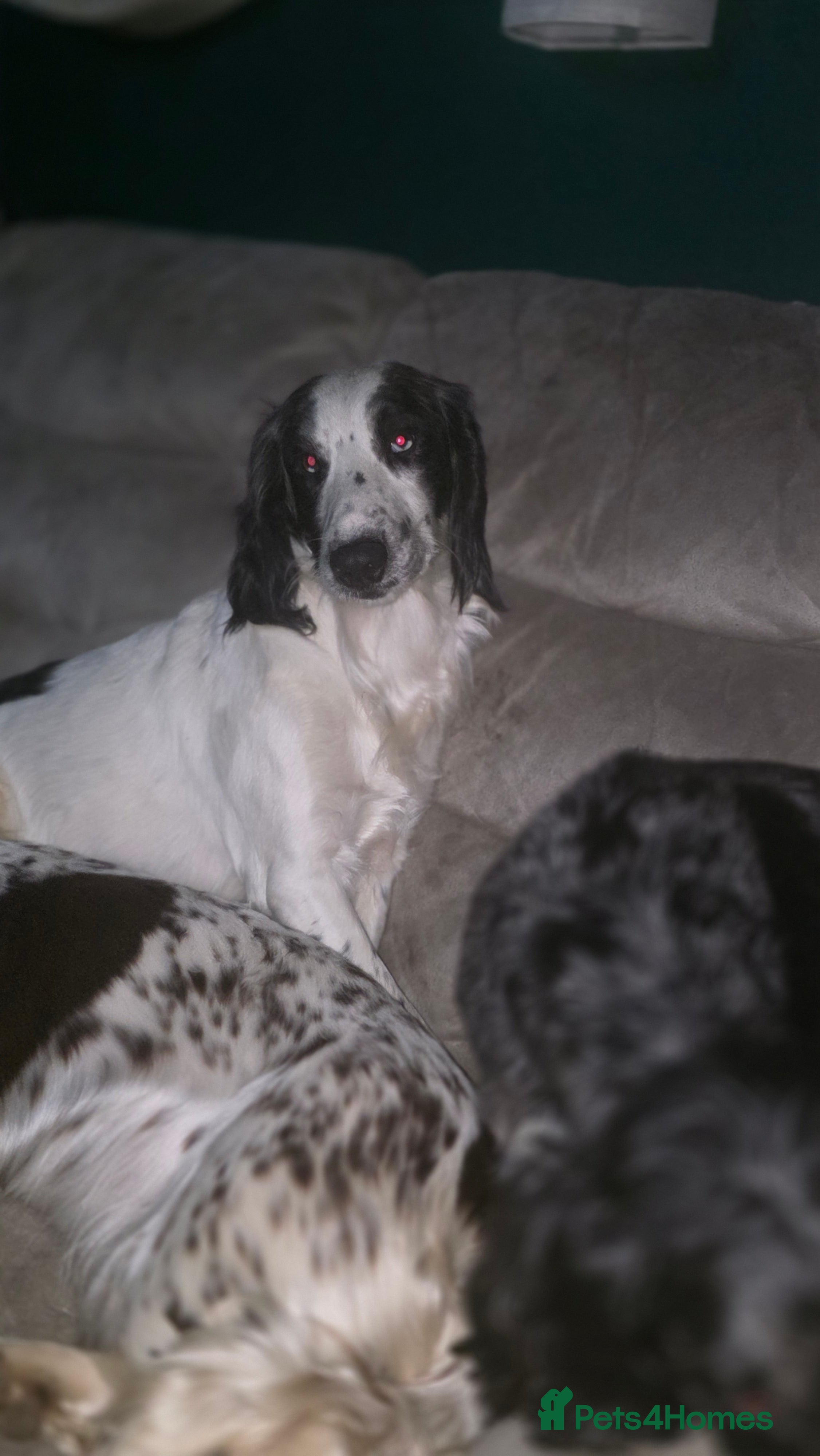 Sprocker dogs Sprocker brothers - Advert 1