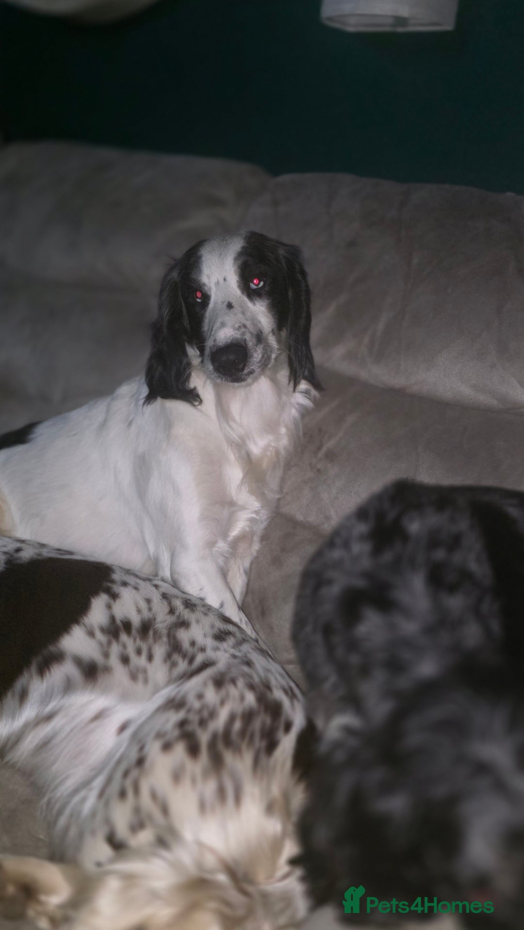 Sprocker dogs for sale: Sprocker brothers - Advert 1