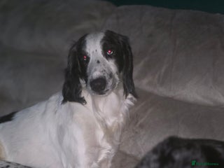 Sprocker dogs Sprocker brothers - Advert 1