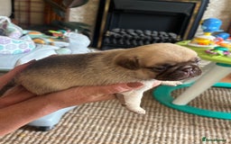 Pug dogs for sale: 4 Puppy Pugs - Image 6