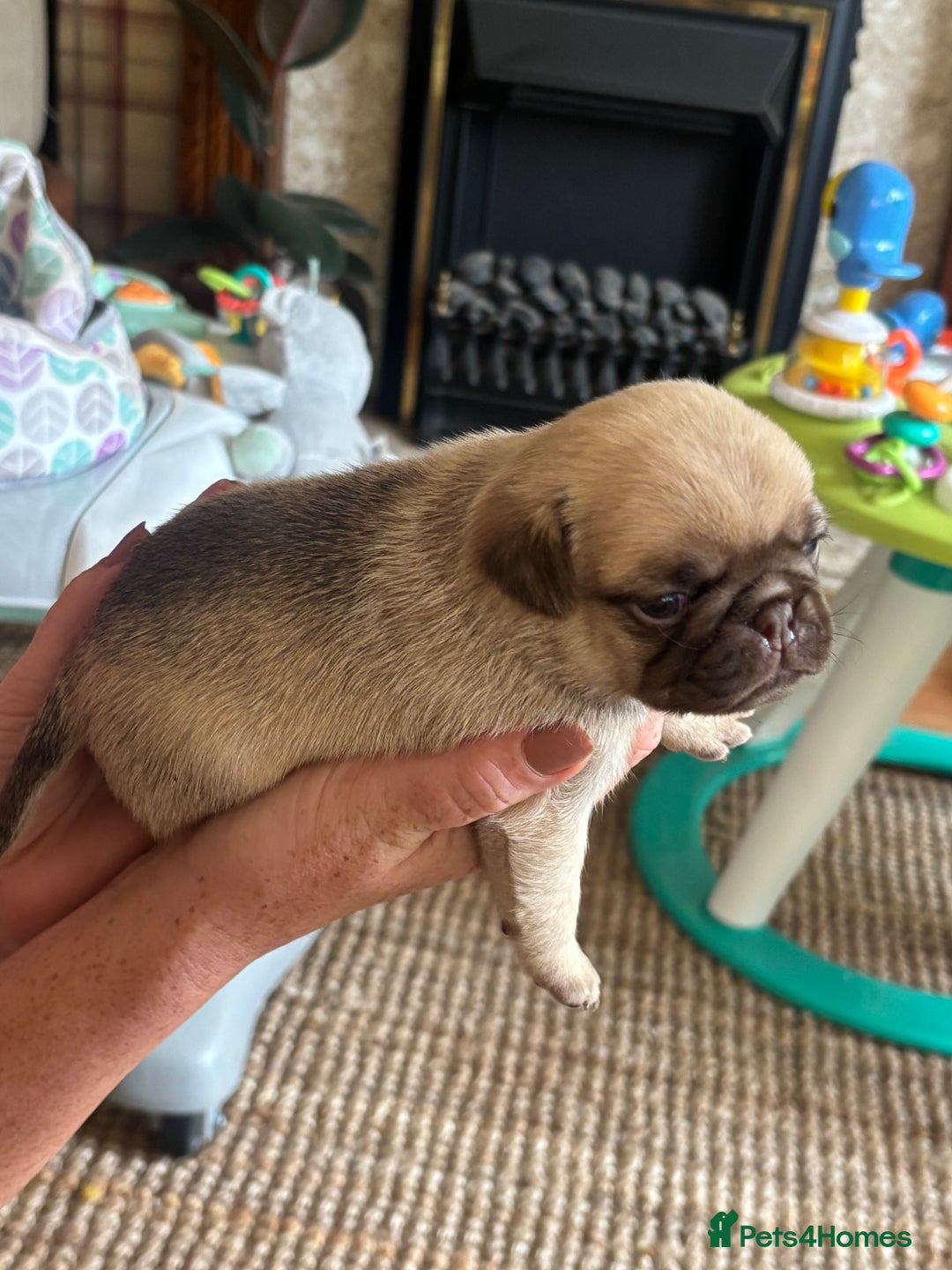 Pug dogs for sale: 4 Puppy Pugs - Image 6