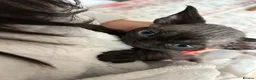 Devon Rex cats for sale: Gorgeous Devon Rex kittens - Advert 6