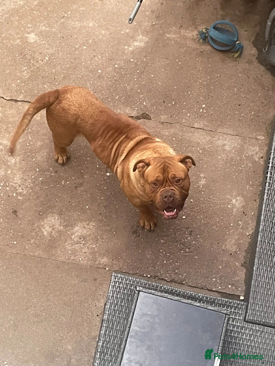 Dogue De Bordeaux dogs for stud: STUD PURE DOGUE DE BORDEAUX  - Advert 2