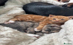 Mixed Breed cats for sale: Beautiful babies ready in 2 weeks - Image 9