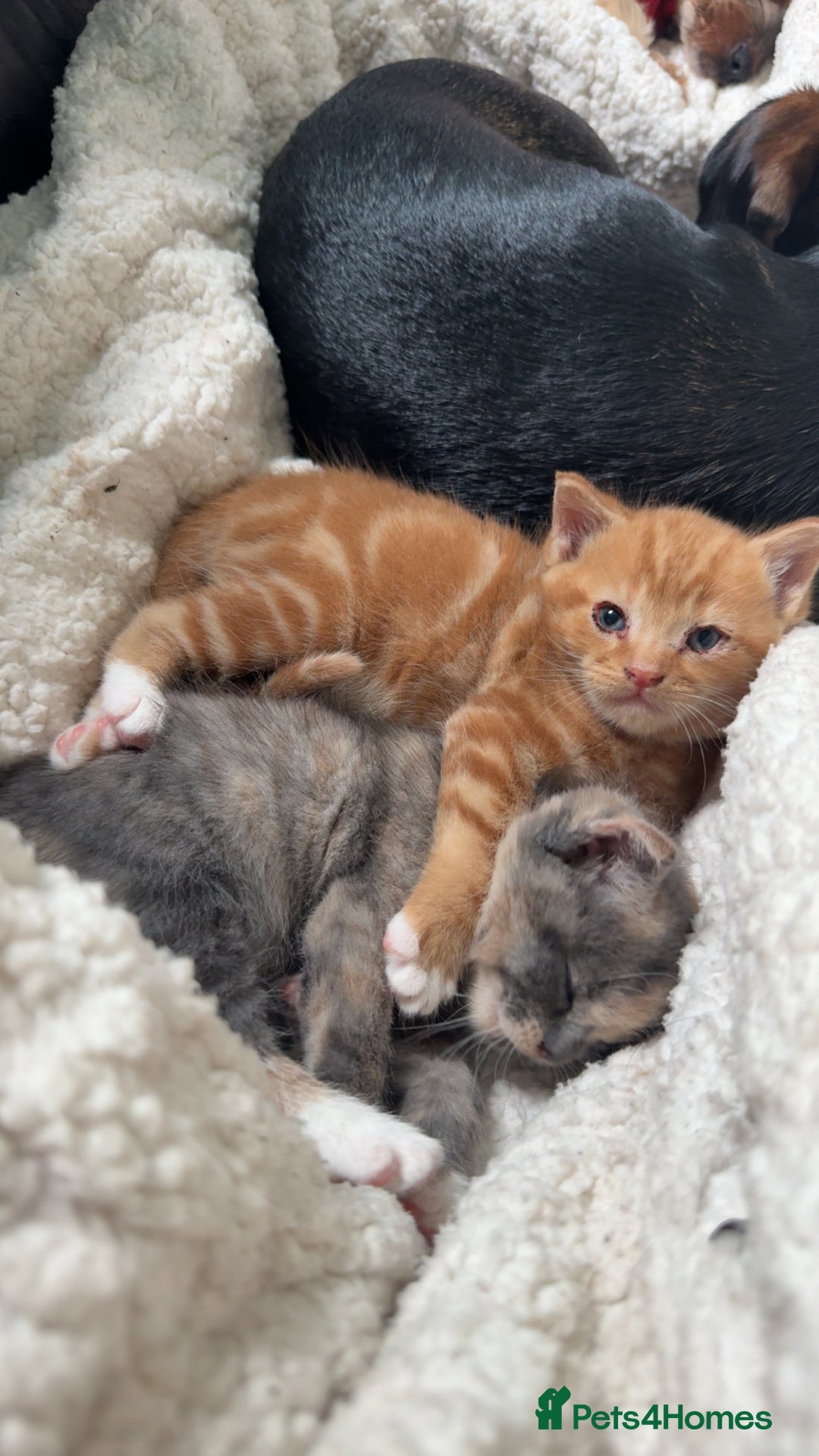 Mixed Breed cats for sale: Beautiful babies ready in 2 weeks - Image 9