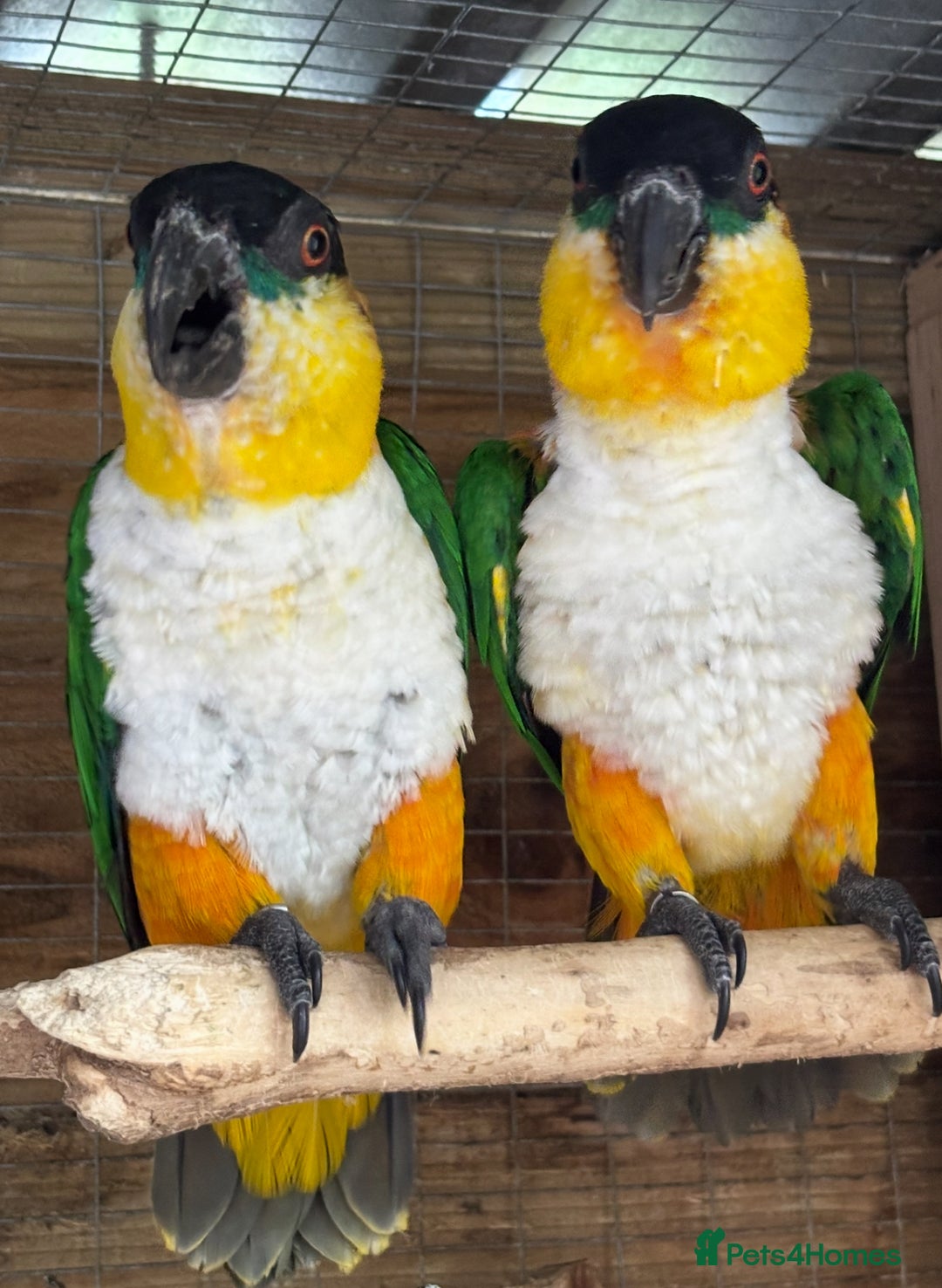 Parrots birds for sale: Proven Pair of Caiques - Image 2