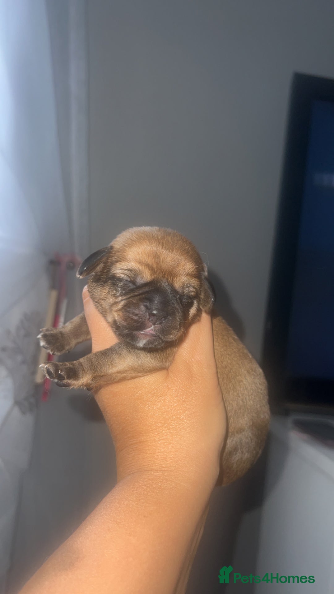 Mixed Breed dogs for sale: Schweenie pups - Image 3