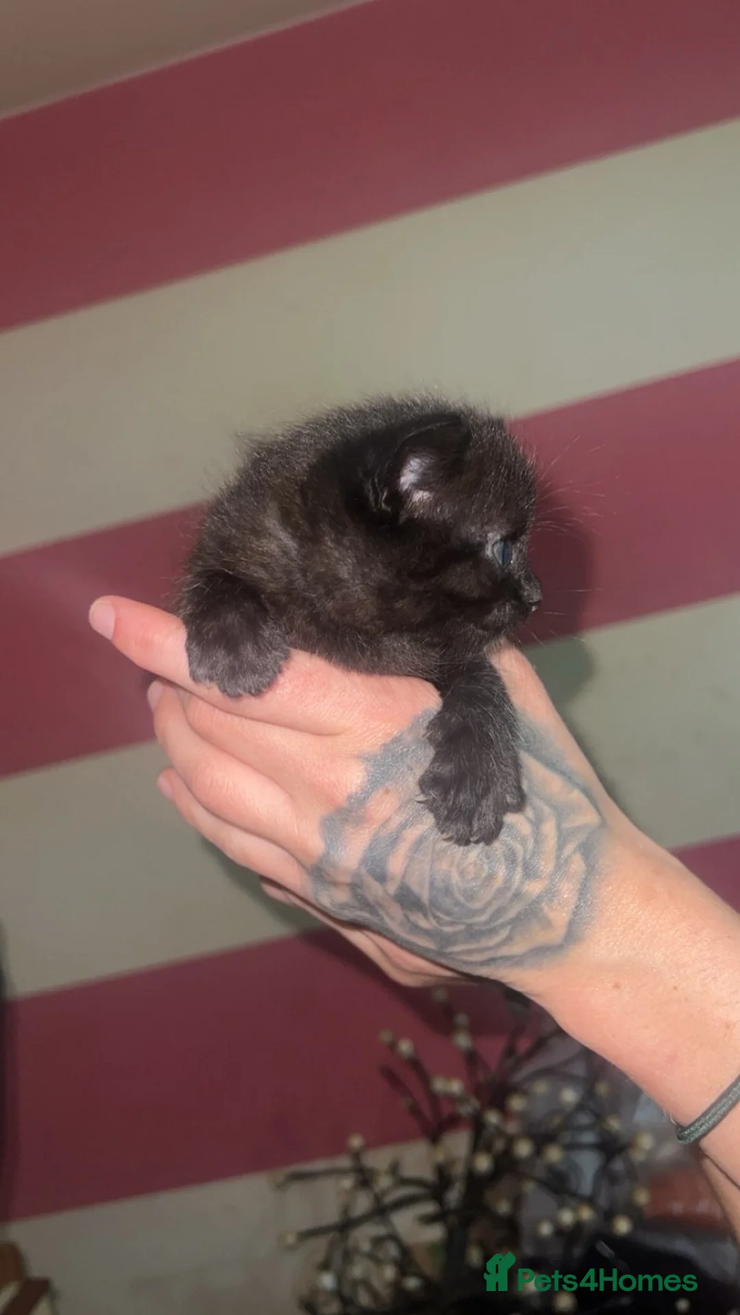 British Shorthair cats for sale: 5 beutiful British short hair kittens - Advert 2