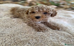 Poochon dogs for sale: Mini poochon  - Image 13