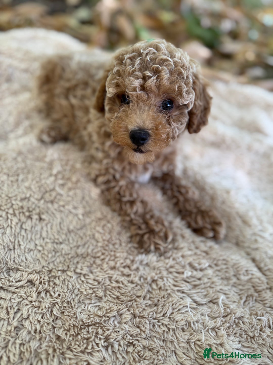 Poochon dogs for sale: Mini poochon  - Image 13