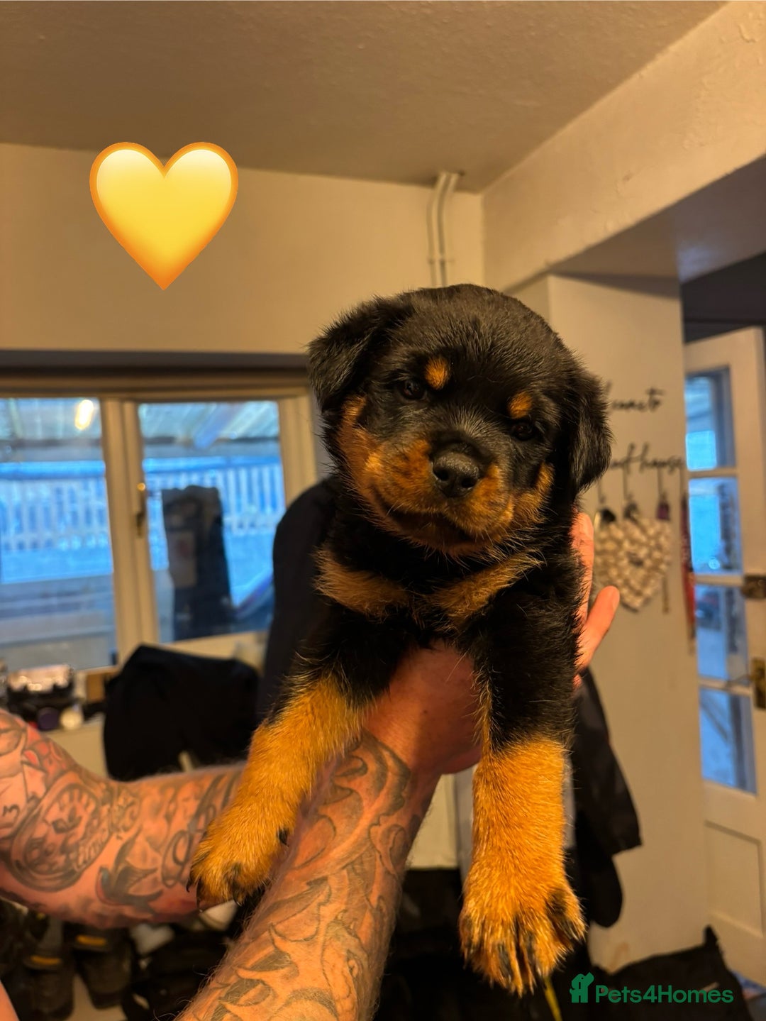 Rottweiler dogs for sale:  Rottweiler Puppies - READY NOW! 2 LEFT!  - Image 15