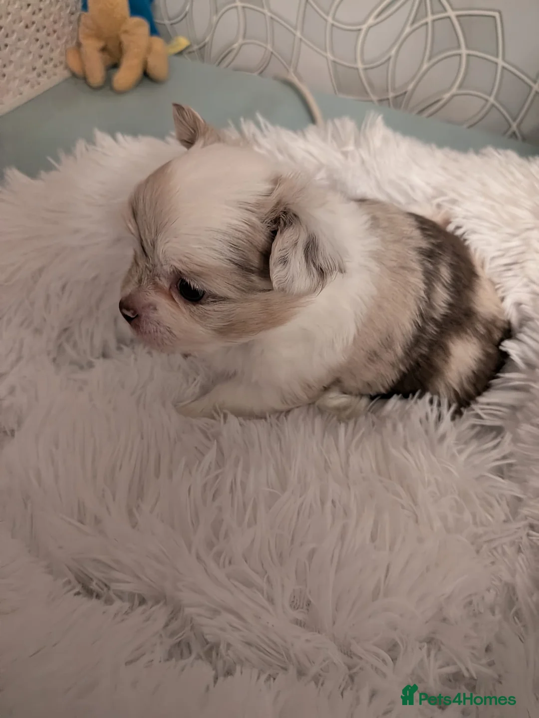 Pomchi dogs for sale: Beautiful Pomchi Puppies Loving 🏠 Reared Litters - Advert 25