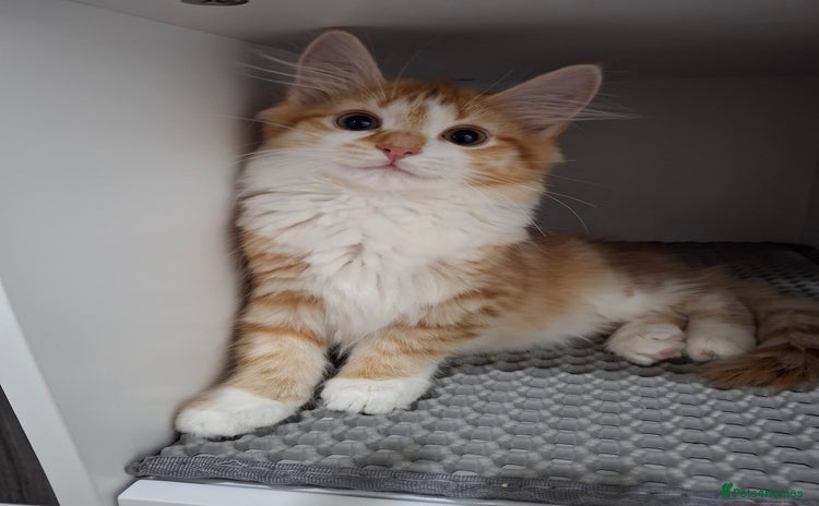 Maine Coon cats - Advert 1