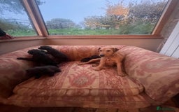 Mixed Breed dogs for sale: Lakeland Patterdale Working lines - Image 8