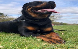 Rottweiler dogs for sale: rottweiler  - Image 3