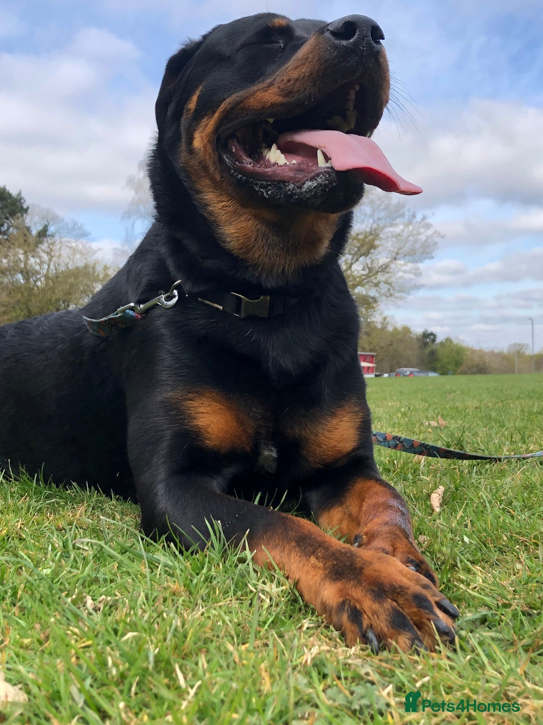 Rottweiler dogs for sale: rottweiler  - Image 3