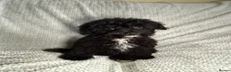 Cavapoochon dogs for sale: READY TO LEAVE NOW!! Miniature cavapoochons - Advert 10