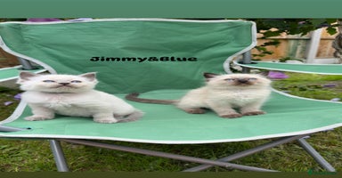 Ragdoll cats - Advert 16