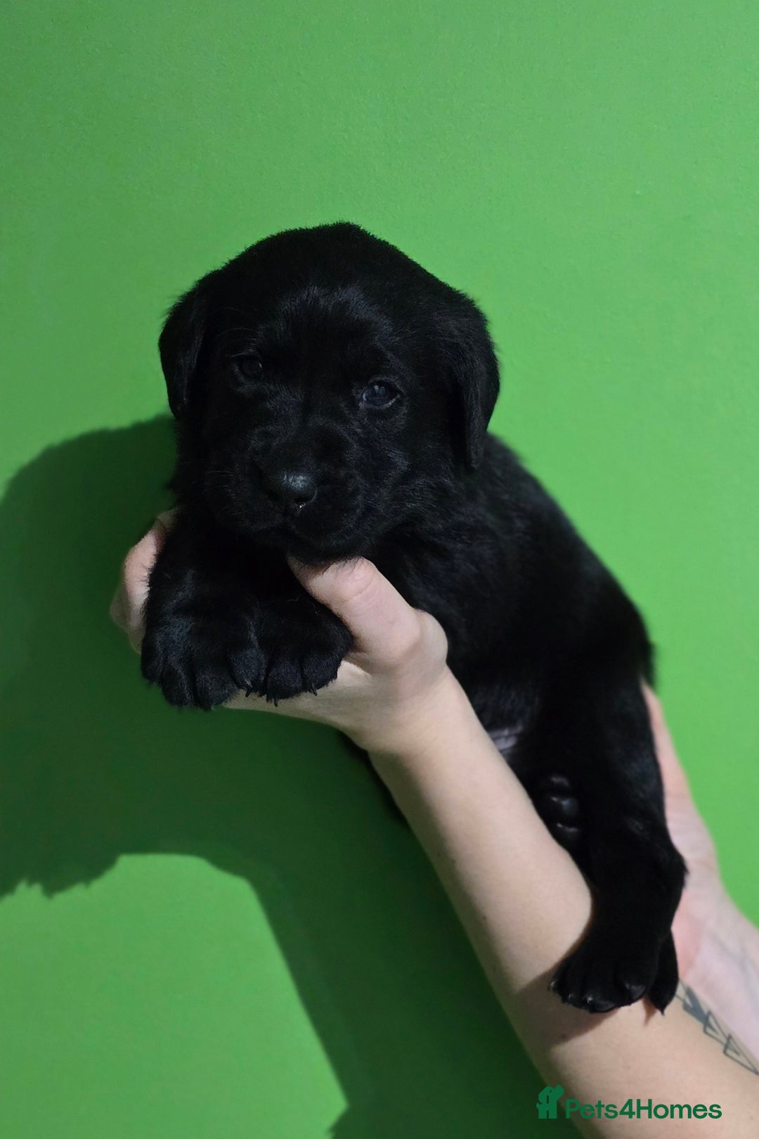 Labrador Retriever dogs for sale: Labrador puppies - Advert 2