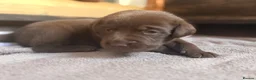 Labrador Retriever dogs for sale: Beautiful Chocolate & Black Labrador Puppies in Torquay - Advert 33
