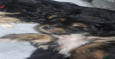 Yorkshire Terrier dogs - Advert 2