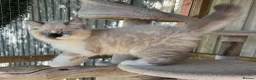Persian cats for sale: Beautiful colourpoint persian/ragdoll - Advert 2