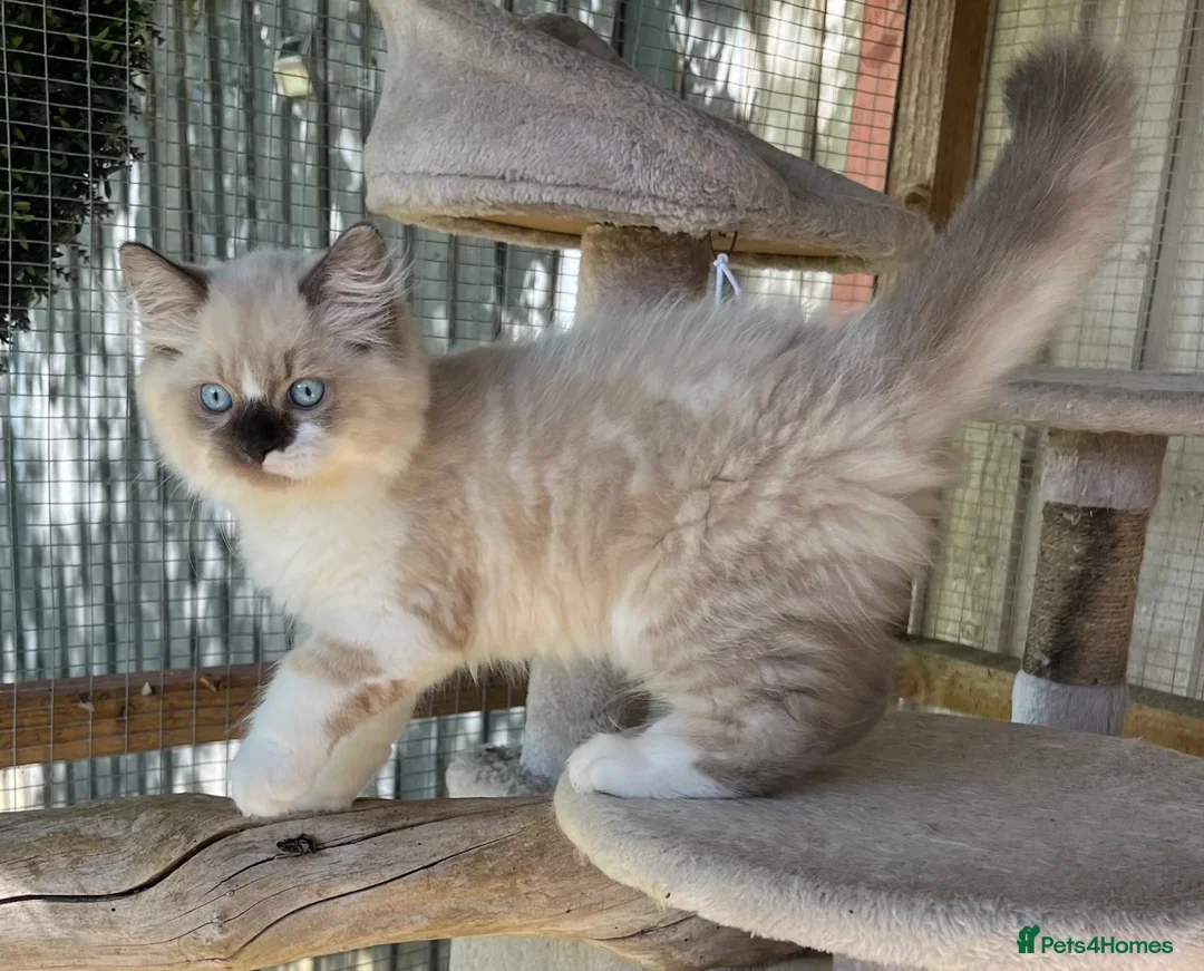 Persian cats for sale: Beautiful colourpoint persian/ragdoll - Advert 2
