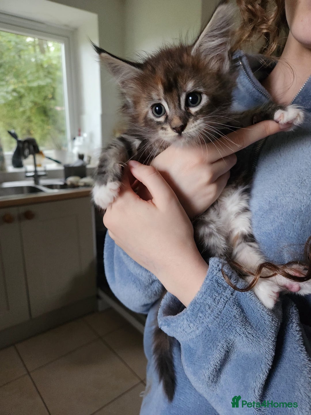 Maine Coon cats for sale: Maine coon kittens full papers  - Image 6