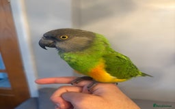 Budgerigars birds for sale: Baby Senegal for sale tame - Image 5