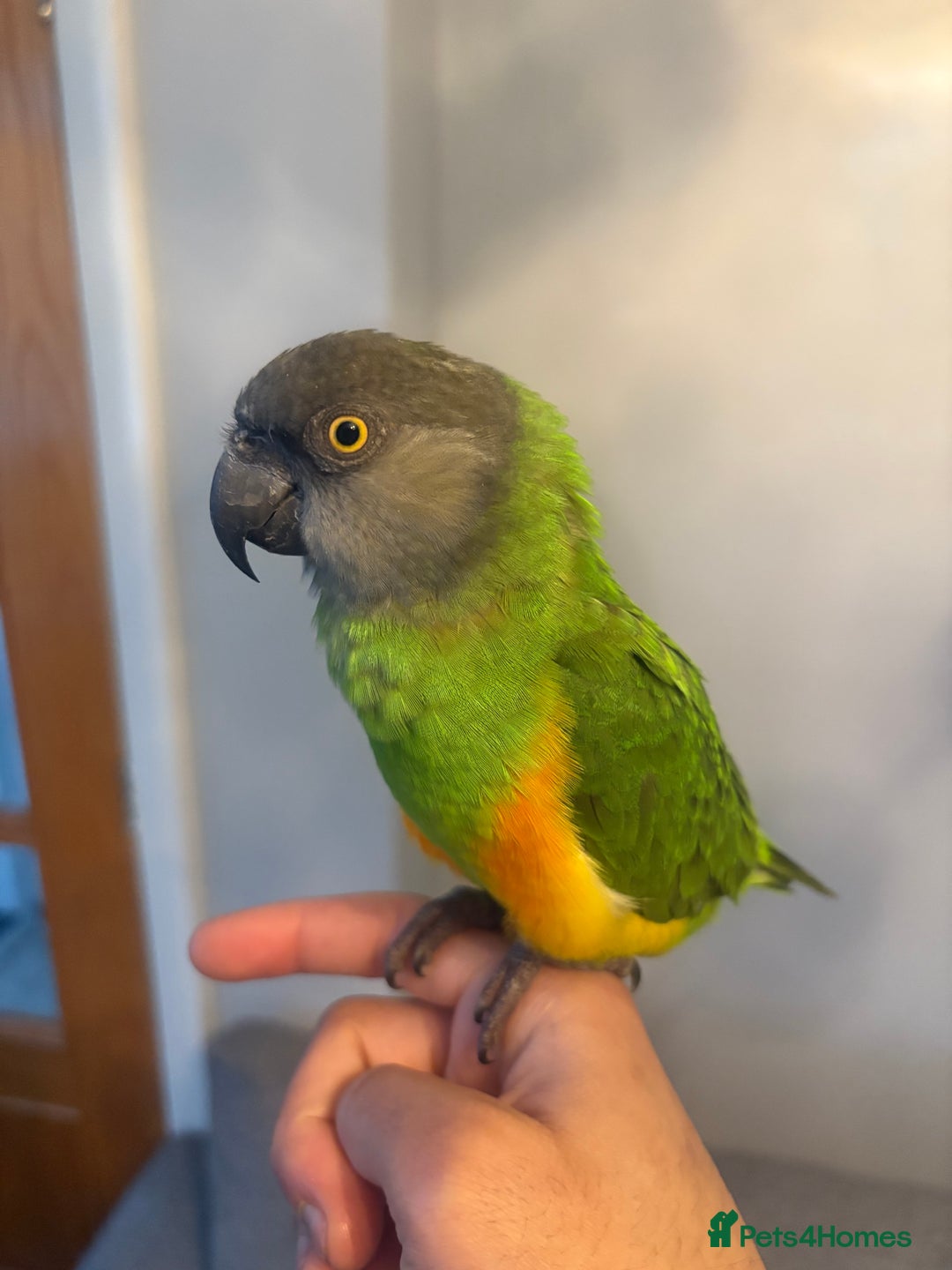 Budgerigars birds for sale: Baby Senegal for sale tame - Image 5