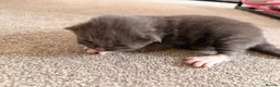 Mixed Breed cats for sale: Beautiful & very social kittens for sale in Northwich - Advert 5