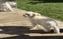 Chinese Crested dogs for sale: Chinease crested powder puff  - Image 15