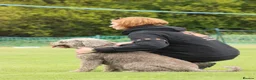 Spanish Water Dog dogs for sale: Spanish water dog  - Advert 28